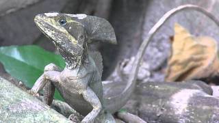 Basiliscus vittatus Brown basilisk  Basilisco o Charancaco male  macho Video 01 [upl. by Fabrice]