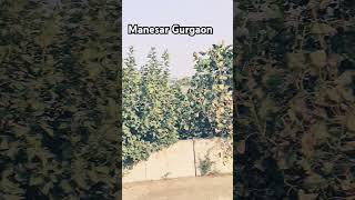 manesar gurgaon dhandanyoliwala [upl. by Dena]