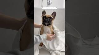 🐥Šampón je z eshopu Loypecz 🛁 dog puppy frenchie [upl. by Edie995]