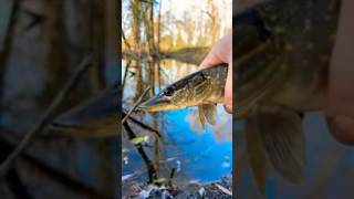 Fall fishing in Ontario 👈🏻creeklife [upl. by Airdnola]