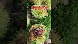 Castanea eatable nature shortvideo shortviral shortsfeed [upl. by Maurilla]