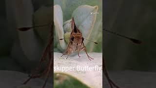 Skipper Butterfly Connecting link between Moths and Butterfly [upl. by Pascasia]