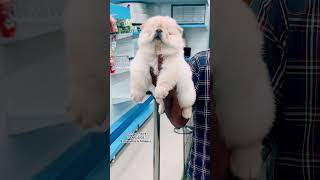 Danny pet store’sdoglover dogs pets petsofinstagram trending hyderabad banjarahills miyapur [upl. by Ydnic]