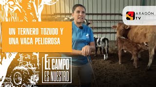 Un ternero tozudo y una vaca peligrosa [upl. by Clayberg360]