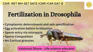 Fertilization in Drosophila [upl. by Alecia]