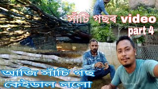 বন্ধু সকল আজি সাঁচি গছ কেইডাল কিদৰে কাতি অনিলো চাওঁ আহক। [upl. by Oiretule]