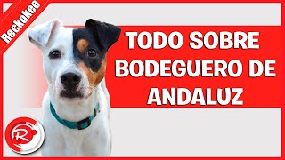 Todo sobre el perro bodeguero de andaluz [upl. by Mathi]