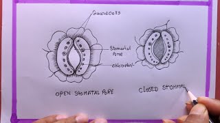 Speed Drawing Stomata Diagram Like a PRO [upl. by Nneb]