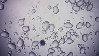 Osserviamo i granuli di amido al microscopio [upl. by Mohn]