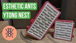 Ant Nest Review Esthetic Ants Ytong Nest  BRUMA Ants [upl. by Ednyl]