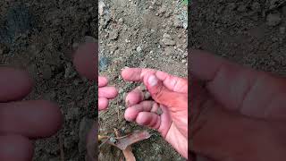 How To Grow Nectarine Prunus🍑Persica Fruit satisfying fruit shortsviral shorts shortvideo 4k [upl. by Bacon]