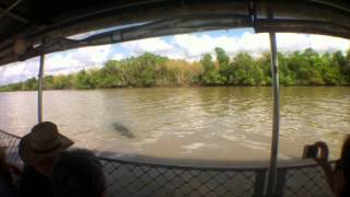 Saltwater Crocodile attempts attack on Tour Guide [upl. by Etteb]