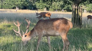 Richmond Park London  Royal Deer Park England🍃 [upl. by Rosamond]