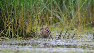 Common snipe [upl. by Potash]