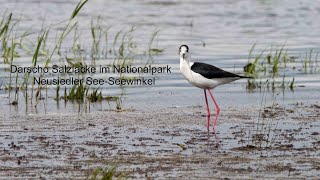 Darscho Salzlacke im Nationalpark Neusiedler SeeSeewinkel Teil 1 [upl. by Arlon]