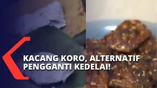 Pernah Coba Tempe yang Terbuat dari Kacang Koro Asli dari Dusun Wintaos Gunungkidul DIY [upl. by Opiuuk]