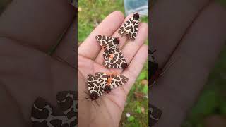 Garden Tiger Moth ARMY Arctia caja [upl. by Narcho]