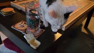 Cat nose vs honey mustard [upl. by Adnawal]