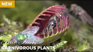 True Facts  Carnivorous Plants [upl. by Ruperto]