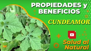 CUNDEAMOR🌱 Propiedades y Beneficios  Dr GRACIAN RONDÓN [upl. by Lynea78]