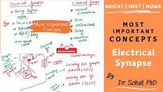 Difference between chemical and electrical synapse  MDCAT  NEET [upl. by Deadman]