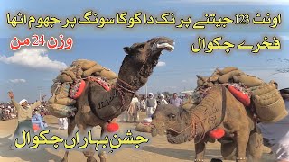 Fakhre Chakwal Camel Jhoom Utha 123 Nak Da Koka Song Pr  JashneBaharan Camel Weight Lifting 2024 [upl. by Wanyen]