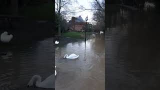 StratforduponAvon floods 2024 [upl. by Alford]