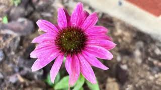 BEAUTIFUL PINK CONEFLOWER STANDING THERE BLOOMED What a AMAZING BLESSING [upl. by Eseila938]