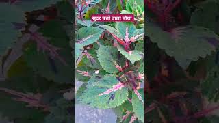 Sundar Patton wala plant plants gardening flowers youtube shortsvideo [upl. by Nnylatsyrc]