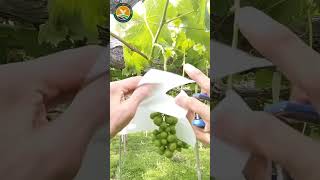 Grape growing techniques [upl. by Celestyn525]