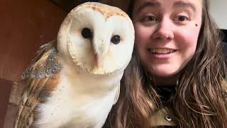 Meet Billie Barn Owl  Tyto Alba [upl. by Haynes284]