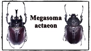 Megasoma actaeon  Präparation  Mounting [upl. by Greeley]