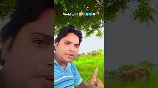 Man vs Wild  Hindi  Man vs Wild in hindi New episodes 2023 🐻 🐅🐯 ANIMALS 🌏🎄😜 SOLOMANIYA726 [upl. by Pudendas]