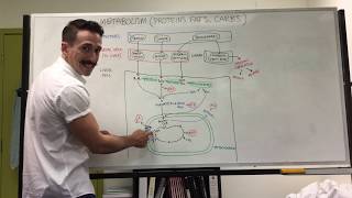 Carbohydrate Protein and Fat Metabolism  Metabolism [upl. by Tella]