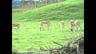 Blackbuck and Wildebeest at Longleat Safari Park [upl. by Soisatsana]