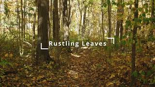 Rustling leaves sound effect in 4 minutes [upl. by Neural998]