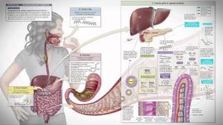 Anatomie et physiologie  pédagogiquement intégré [upl. by Leuneb]