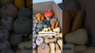 Storing a years worth of squash [upl. by Chor50]