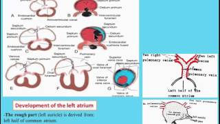 CVS 7 Development of the Interatrial septum [upl. by Terr]