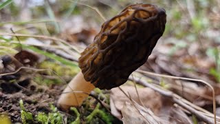 Premières Morilles de lannée  290324 [upl. by Gardy508]