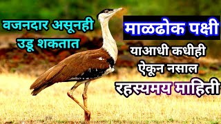 maldhok pakshi  maldhok pakshi information in marathi  माळढोक पक्षी  maldhok pakshi chi mahiti [upl. by Ynnatirb303]