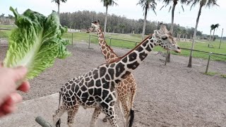 A Full Day At Wild Florida  Airboat Tour amp Gator Park In Swamps  Drive Thru Safari Experience [upl. by Kimball]