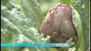 Saveur de saison  lartichaut violet [upl. by Anav218]