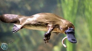 DUCKBILL PLATYPUS ─ The Cute Webbed Oddball That Can Kill You [upl. by Arehahs]