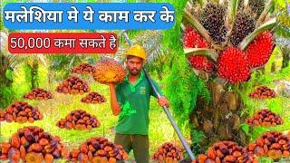 malaysia plantation work malaysia plantation workerमलेशिया फल कटिंग plantationblog [upl. by Liesa]