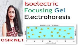 Isoelectric Focusing Gel Electrophoresis  ICSIR UGC NET [upl. by Fuller]