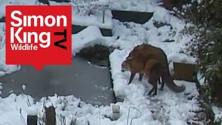 Foxes Mating  Very Rare Footage  Fascinating Behaviour [upl. by Acemaj]