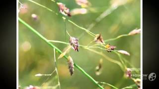 Eragrostis  garden plants [upl. by Kahler739]