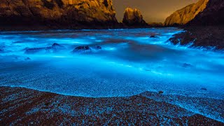 What Is Bioluminescence [upl. by Arel]