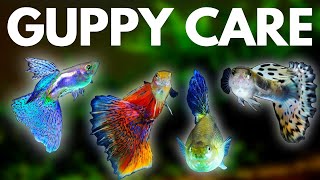 Guppy Fish Care 10 Things You Should Know About Guppies [upl. by Enilarak107]